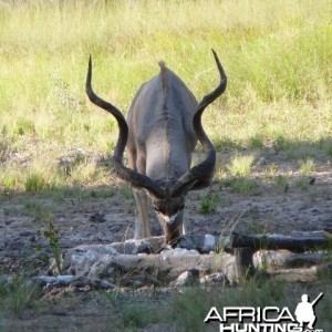 Kudu Bull