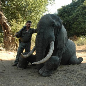 40/41 pounds Elephant hunted in Zimbabwe