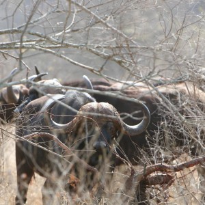 Helmet Head Buffalo