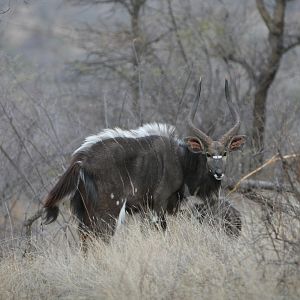 Nyala