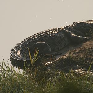Croc bathing