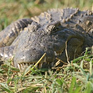 Big Croc