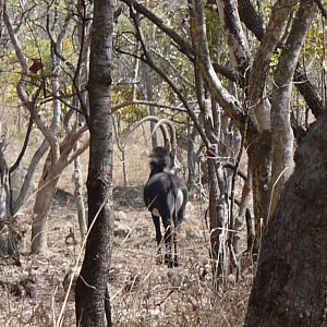 Sable at Takeri Private Reserve