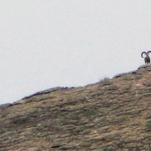 Hunting Sheep in Pakistan