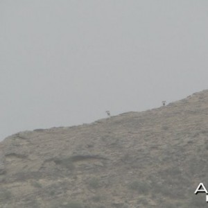 Hunting Sheep in Pakistan