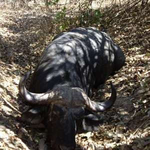 Buffalo hunted in Zimbabwe