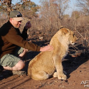 Lion encounter