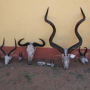 Trophies from Namibia