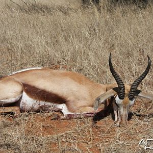 Springbok hunted in Namibia