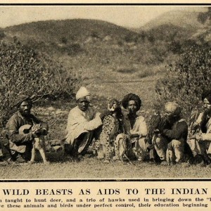 hunting with Trained Cheetah, Lynx and Hawks in India ca 1908