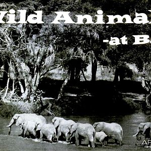 Wild Animals at Bay by Famous "White Hunter" Donald Ker
