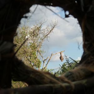 Leopard bait in Tanzania