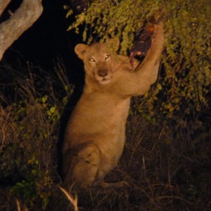 Lion in Tanzania