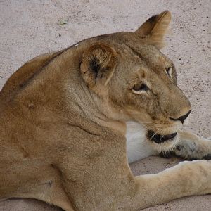 Lion in Tanzania