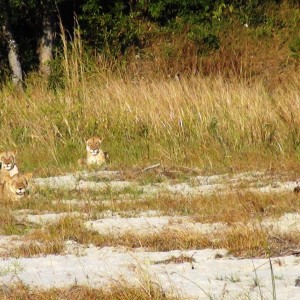 Lions in Tanzania