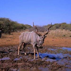 Kudu Namibia