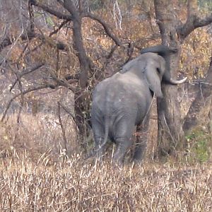 Elephant in Tanzania