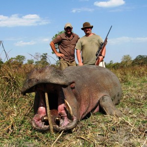 Hippo shot while running... Tanzania