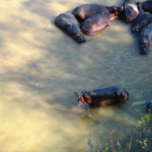 Hippo with malformation of the canines, huge trophy...