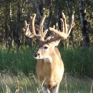 Whitetail hunting in Saskatchewan