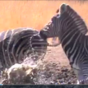 Bow Hunting Zebra