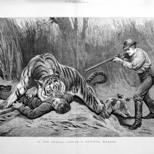 Tiger - A Critical Moment