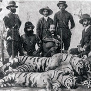 Hunting party in India with five Tigers