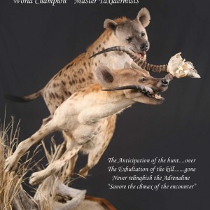 Hyena taxidermy by The Artistry of Wildlife