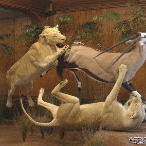 Lion Gemsbok taxidermy scene by The Artistry of Wildlife