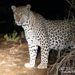 Male Leopard 3 metres from the vehicle