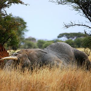 Elephant sleeping!! Tanzania