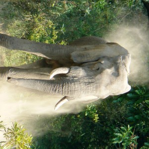 Dust shower... Elephant in Tanzania