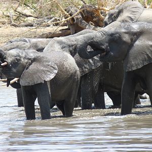 Elephant drinking in Tanzania