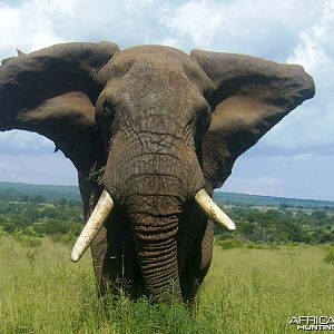 Mock charge... Elephant in Tanzania