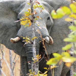 Mock charge!!! Elephant in Tanzania