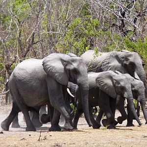 On the way to the water... Elephant in Tanzania