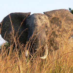 Maybe good... Elephant in Tanzania