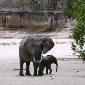 Long ivory... Elephant in Tanzania