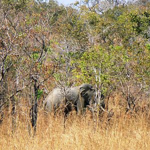 In the miombo... Elephant in Tanzania