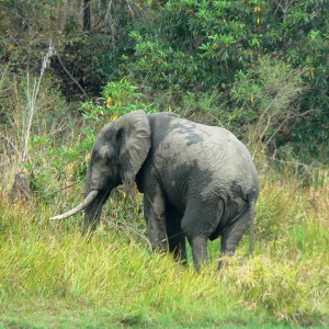 He will be good in 5 years... Elephant in Tanzania