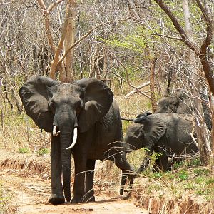 Female and calf... Elephant in Tanzania