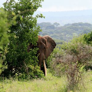 Elephant in Tanzania