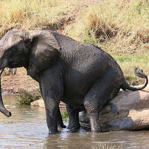 Scratching his bump!!! Elephant in Tanzania