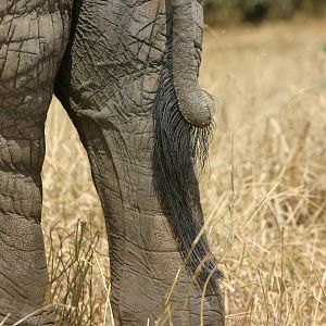 Tail... Elephant in Tanzania