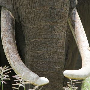 Ivory... Elephant in Tanzania