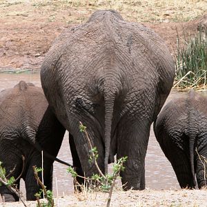 Cow and calves... Elephant in Tanzania