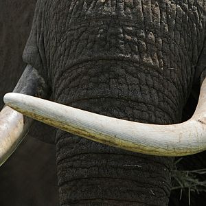 Ivory... Elephant in Tanzania