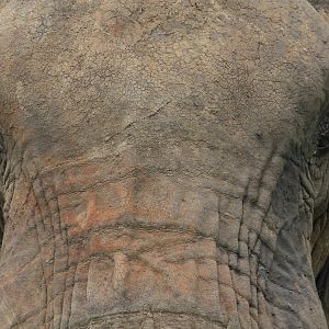 Head... Elephant in Tanzania