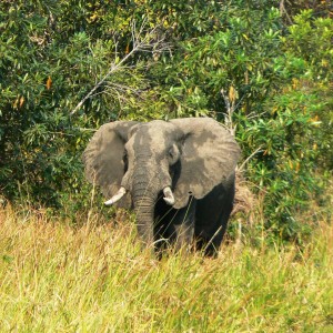 This one sees us... Elephant in Tanzania