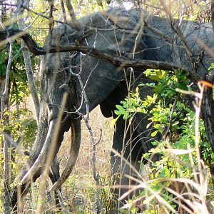 Too young!! Elephant in Tanzania